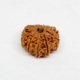 11 Mukhi Rudraksha Eleven Face Rudraksha