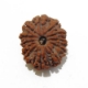 14 face rudraksha fourteen mukhi nepali rudraksha