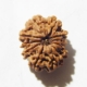 Ten Face Nepali Rudraksha 10 Mukhi Nepali Rudraksha