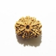 Ten Face Nepali Rudraksha		 10 Mukhi Nepali Rudraksha