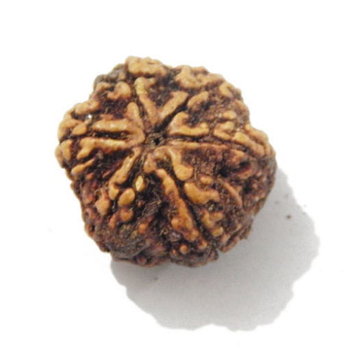 Six Face Rudraksha