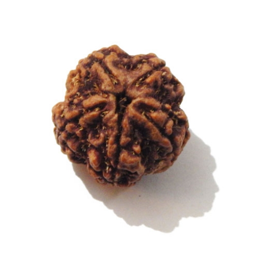 Five Face Nepali Rudraksha