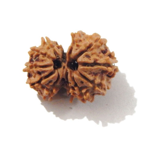 Gauri Shankar Rudraksha