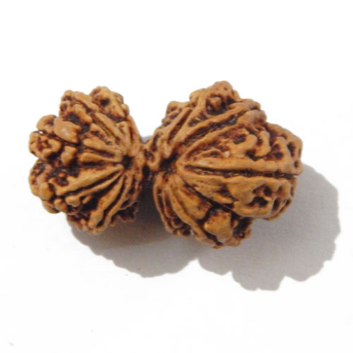 Gauri Shankar Rudraksha