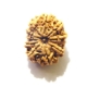 11 Face Nepali Rudraksha  Eleven Face Nepali Rudraksha