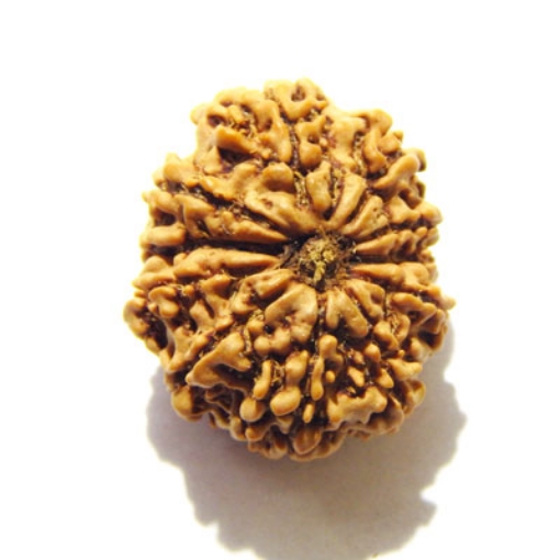 Eleven Face Nepali Rudraksha