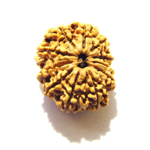 Eleven Face Nepali Rudraksha