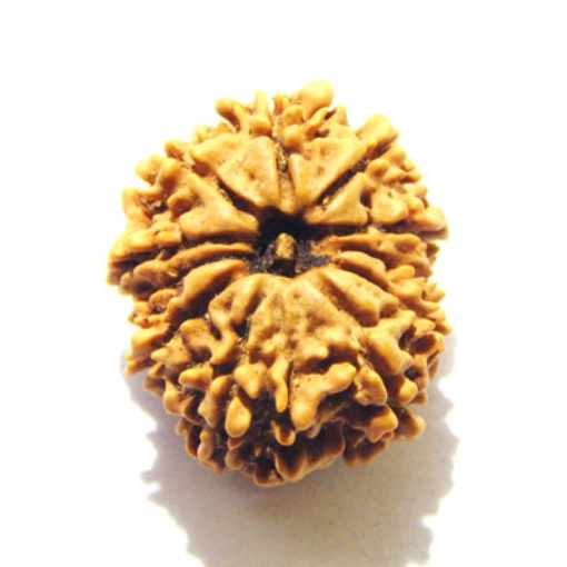 Eleven Face Nepali Rudraksha