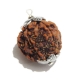 6 Face Nepali Rudraksha Pendant Six Face Rudraksha Pendant