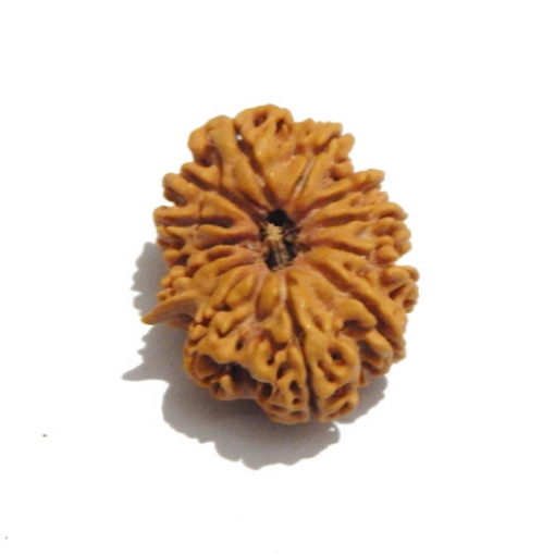 Thirteen Face (Mukhi)  Nepali Rudraksha