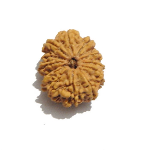 Thirteen Face (Mukhi)  Nepali Rudraksha