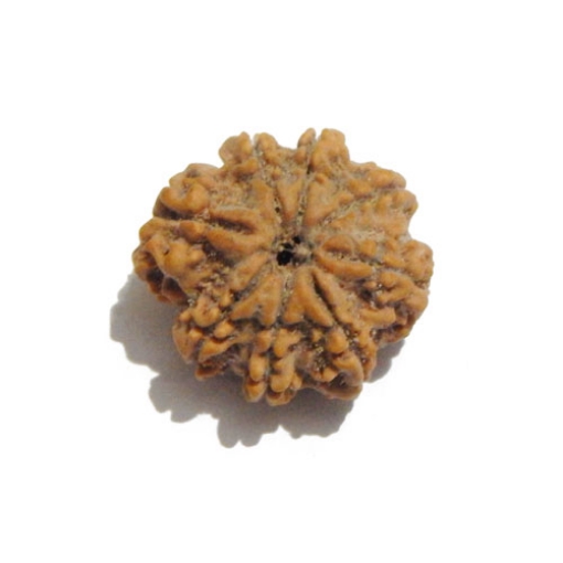 Eight Face Nepali Rudraksha
