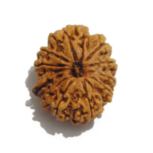 Twelve Face Nepali Rudraksha