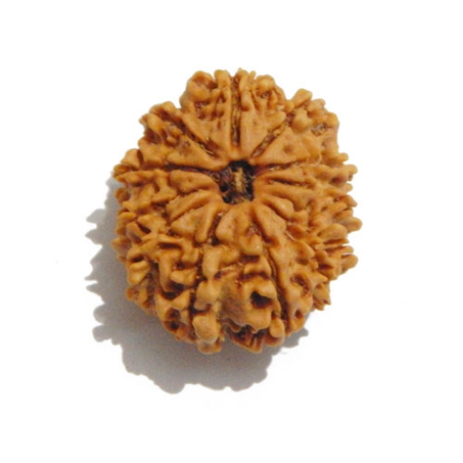 Twelve Face Nepali Rudraksha