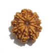 Nine Face Nepali Rudraksha
