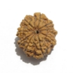 Nine Face Nepali Rudraksha