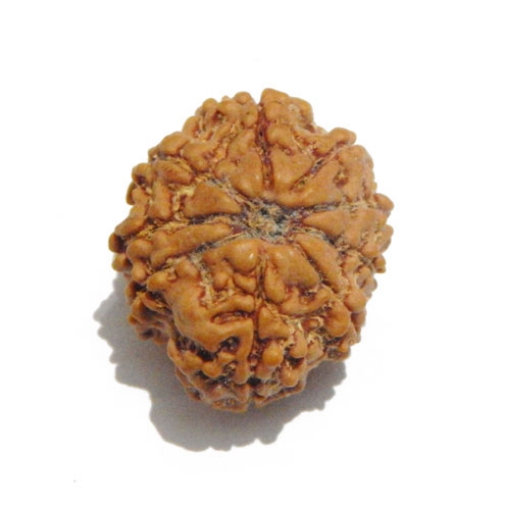 Nine Face Nepali Rudraksha