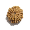 Nine Face Nepali Rudraksha