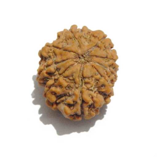 Nine Face Nepali Rudraksha