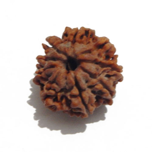 Nine Face Nepali Rudraksha