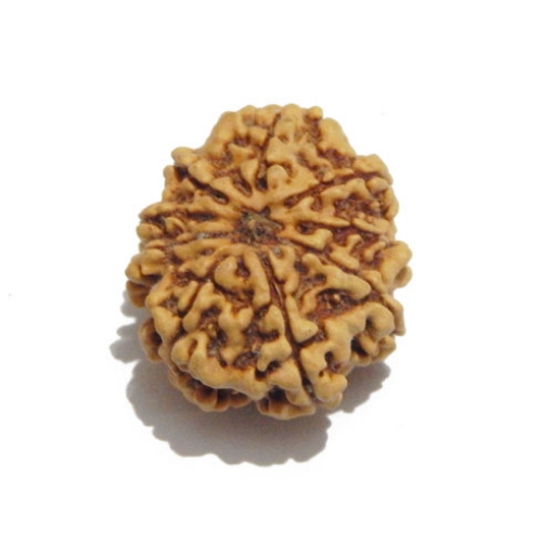 Nine Face Nepali Rudraksha
