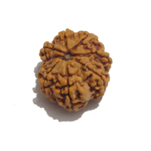 Nine Face Nepali Rudraksha