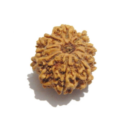 Nine Face Nepali Rudraksha