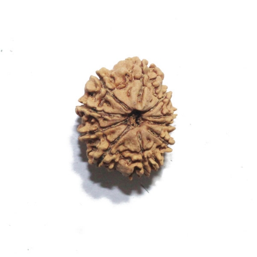 Ten Face Nepali Rudraksha 