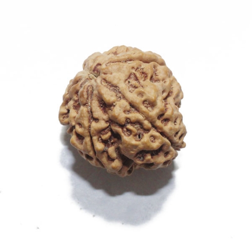 Ganesh Rudraksha