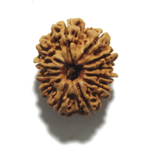 Twelve Face Nepali Rudraksha