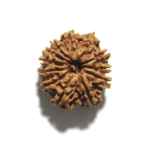 Twelve Face Nepali Rudraksha