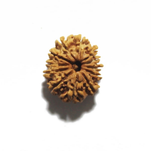 Twelve Face Nepali Rudraksha