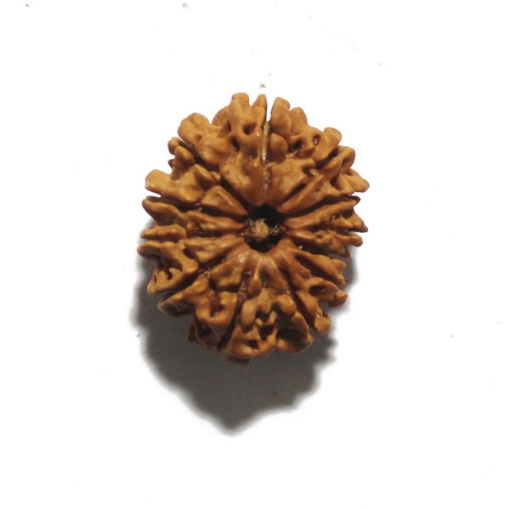 Twelve Face Nepali Rudraksha