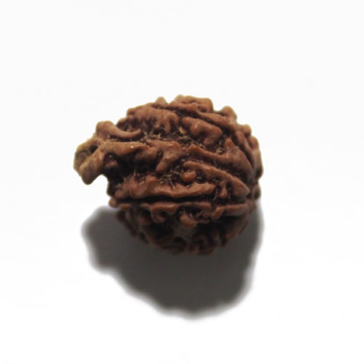 Ganesh Rudraksha