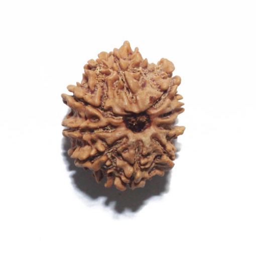 Nine Face Nepali Rudraksha