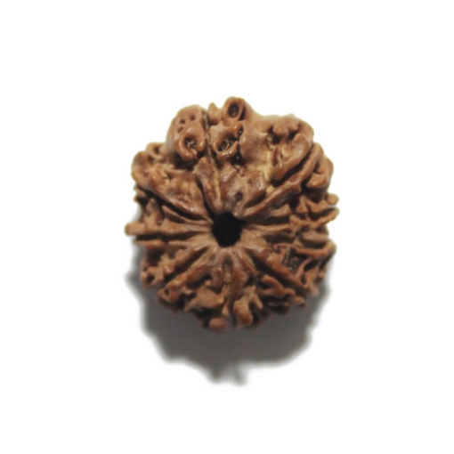 Nine Face Nepali Rudraksha