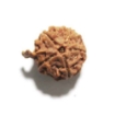 Ganesh Rudraksha