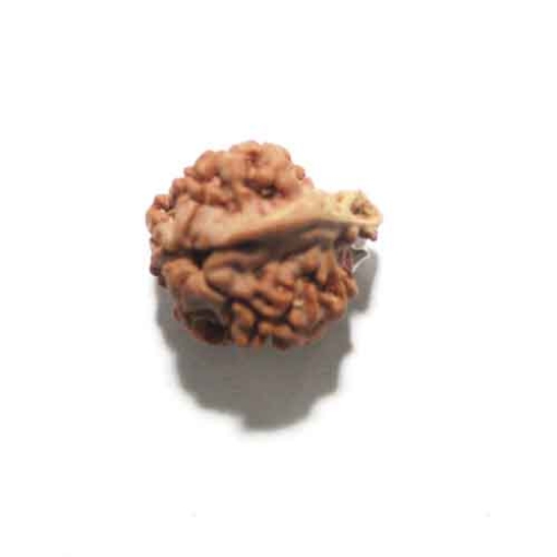 Ganesh Rudraksha