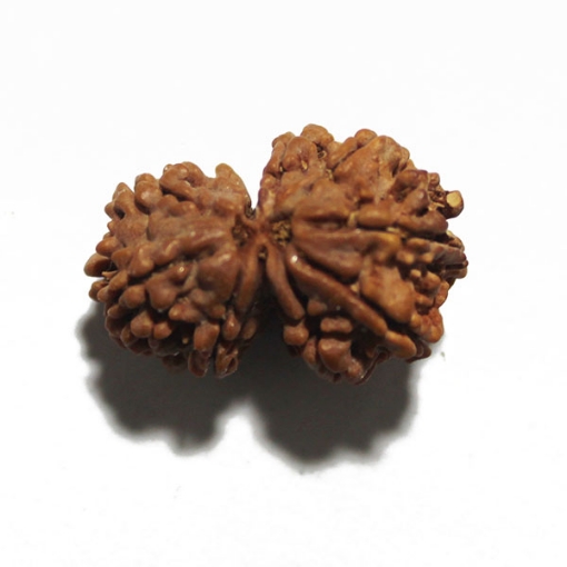 Gauri Shankar Rudraksha