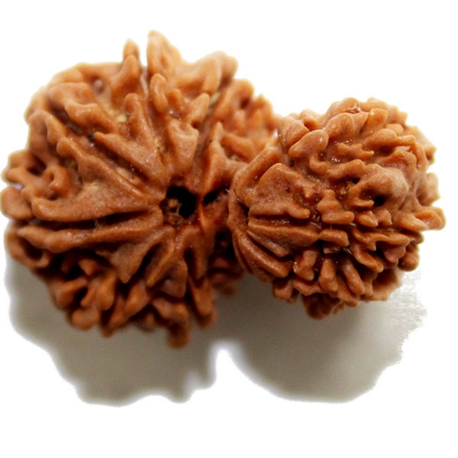 Gauri Shankar Rudraksha