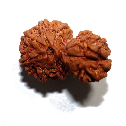 Gauri Shankar Rudraksha